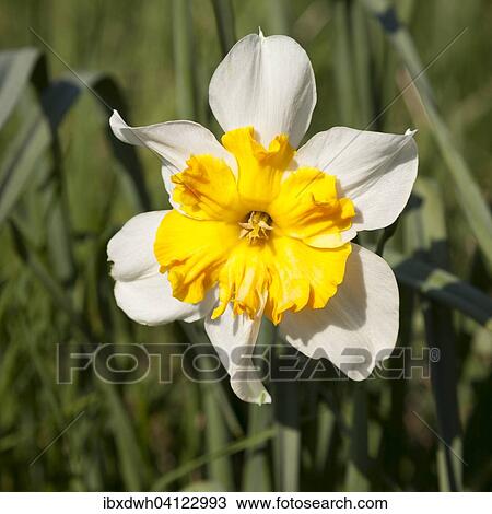 Stock Image - Yellow-white Daffodil (Narcissus), North Rhine-Westphalia, Germany, Europe. Fotosearch