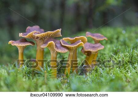 Yellowfoot fungus (Craterellus tubaeformis), Thuringia, Germany, Europe View Large Photo Image Stock Image - Yellowfoot fungus (Craterellus tubaeformis), Thuringia, Germany, Europe. Fotosearch