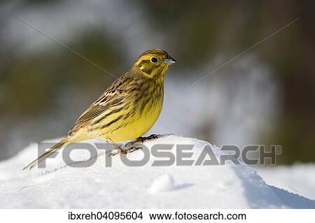 Yellowhammer (Emberiza citrinella), Tyrol, Austria, Europe View Large Photo Image Picture - Yellowhammer (Emberiza citrinella), Tyrol, Austria, Europe. Fotosearch