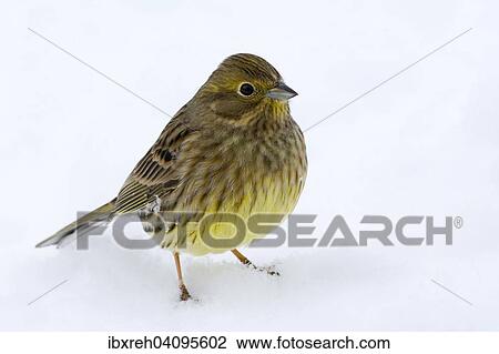 Yellowhammer (Emberiza citrinella), Tyrol, Austria, Europe View Large Photo Image Stock Image - Yellowhammer (Emberiza citrinella), Tyrol, Austria, Europe. Fotosearch