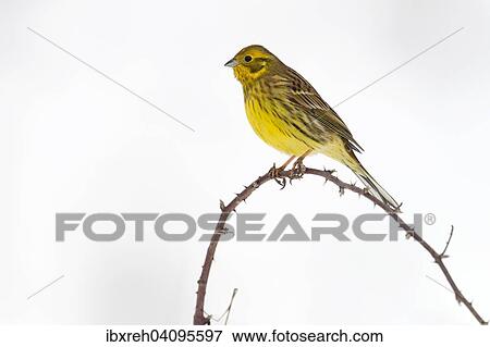 Yellowhammer (Emberiza citrinella), Tyrol, Austria, Europe View Large Photo Image Stock Photo - Yellowhammer (Emberiza citrinella), Tyrol, Austria, Europe. Fotosearch