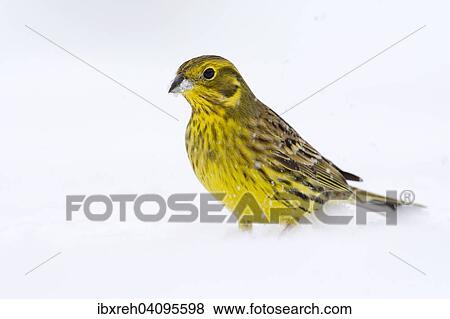 Yellowhammer (Emberiza citrinella), Tyrol, Austria, Europe View Large Photo Image Stock Photo - Yellowhammer (Emberiza citrinella), Tyrol, Austria, Europe. Fotosearch