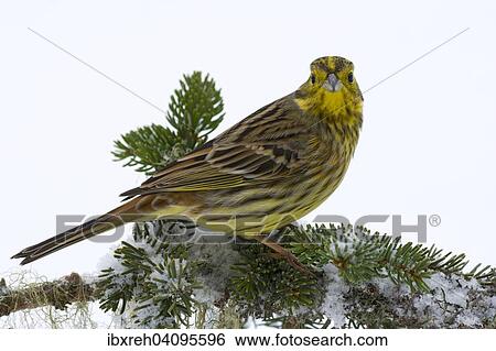 Yellowhammer (Emberiza citrinella), Tyrol, Austria, Europe View Large Photo Image Stock Photograph - Yellowhammer (Emberiza citrinella), Tyrol, Austria, Europe. Fotosearch