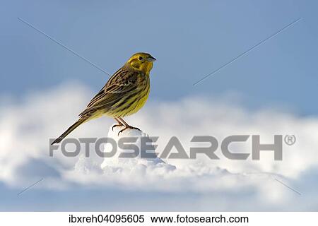 Yellowhammer (Emberiza citrinella), Tyrol, Austria, Europe View Large Photo Image Stock Photography - Yellowhammer (Emberiza citrinella), Tyrol, Austria, Europe. Fotosearch