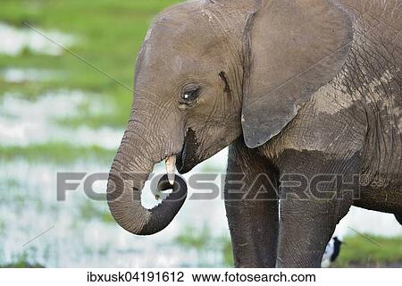 Young African bush elephant (Loxodonta africana), standing in the marsh and eating grass, Amboseli National Park, Kenya, Africa View Large Photo Image Stock Image - Young African bush elephant (Loxodonta africana), standing in the marsh and eating grass, Amboseli National Park, Kenya, Africa. Fotosearch
