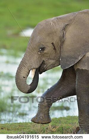 Young African bush elephant (Loxodonta africana), running in marshland, Amboseli National Park, Kenya, Africa View Large Photo Image Stock Photography - Young African bush elephant (Loxodonta africana), running in marshland, Amboseli National Park, Kenya, Africa. Fotosearch