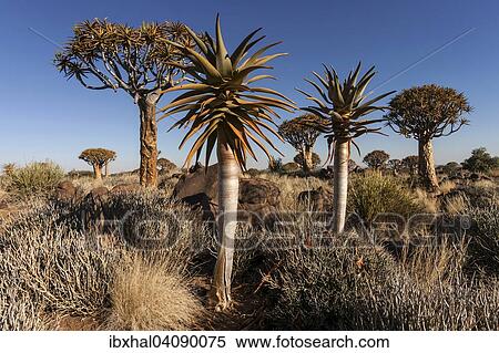 Young and old quiver trees (Aloe dichotoma) in the Quiver Tree Forest near Keetmanshoop, Namibia, Africa View Large Photo Image Stock Photography - Young and old quiver trees (Aloe dichotoma) in the Quiver Tree Forest near Keetmanshoop, Namibia, Africa. Fotosearch