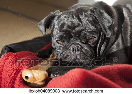 Young black pug lying in dog bed, dozing View Large Photo Image Stock Image - Young black pug lying in dog bed, dozing. Fotosearch