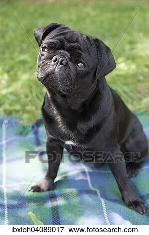 Young black pug sitting on blanket View Large Photo Image Stock Photo - Young black pug sitting on blanket. Fotosearch