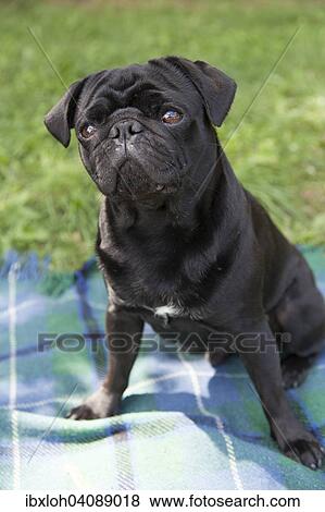 Young black pug sitting on blanket View Large Photo Image Stock Photo - Young black pug sitting on blanket. Fotosearch