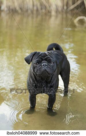 Stock Photo - Young black pug standing in water. Fotosearch