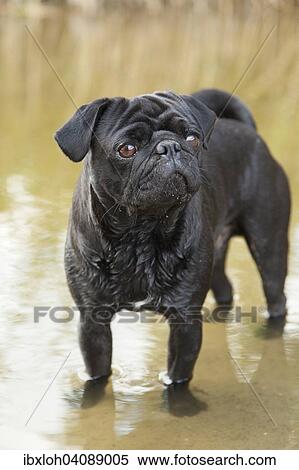 Stock Photography - Young black pug standing in water. Fotosearch