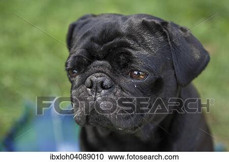 Young black pug View Large Photo Image Stock Image - Young black pug. Fotosearch