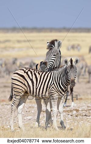Young Burchell's Zebra (Equus burchelli), with a male foal, standing on arid ground, Etosha National Park, Namibia, Africa View Large Photo Image Picture - Young Burchell's Zebra (Equus burchelli), with a male foal, standing on arid ground, Etosha National Park, Namibia, Africa. Fotosearch