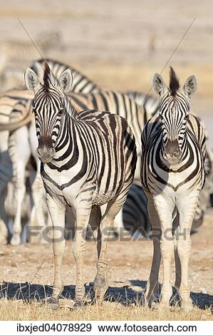 Young Burchell's Zebras (Equus burchelli), Etosha National Park, Namibia, Africa View Large Photo Image Stock Photo - Young Burchell's Zebras (Equus burchelli), Etosha National Park, Namibia, Africa. Fotosearch