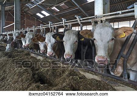 Young cattle at the feed fence in an exercise pen, Bavaria, Germany, Europe View Large Photo Image Picture - Young cattle at the feed fence in an exercise pen, Bavaria, Germany, Europe. Fotosearch