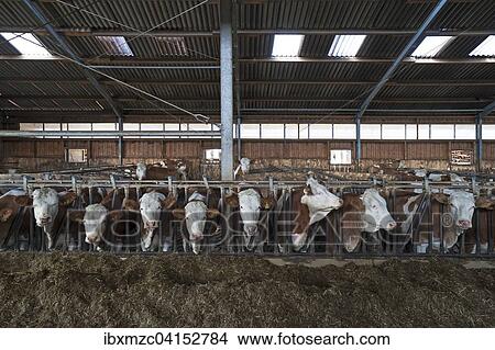 Young cattle at the feed fence in an exercise pen, Bavaria, Germany, Europe View Large Photo Image Picture - Young cattle at the feed fence in an exercise pen, Bavaria, Germany, Europe. Fotosearch