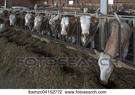 Young cattle at the feed fence in an exercise pen, Bavaria, Germany, Europe View Large Photo Image Stock Image - Young cattle at the feed fence in an exercise pen, Bavaria, Germany, Europe. Fotosearch