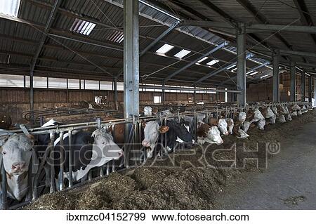 Young cattle at the feed fence in an exercise pen, Bavaria, Germany, Europe View Large Photo Image Stock Photo - Young cattle at the feed fence in an exercise pen, Bavaria, Germany, Europe. Fotosearch