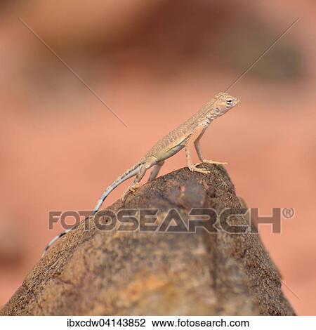 Stock Image - Young Common Chuckwalla (Sauromalus ater) on red sandstone, Valley of Fire State Park, Nevada, USA. Fotosearch
