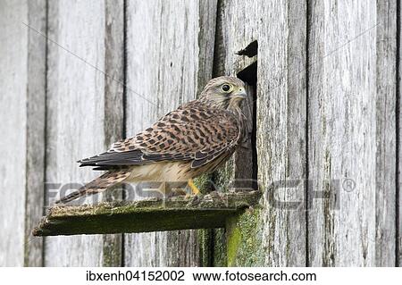 Young Common Kestrel (Falco tinnunculus), Emsland, Lower Saxony, Germany, Europe View Large Photo Image Stock Image - Young Common Kestrel (Falco tinnunculus), Emsland, Lower Saxony, Germany, Europe. Fotosearch
