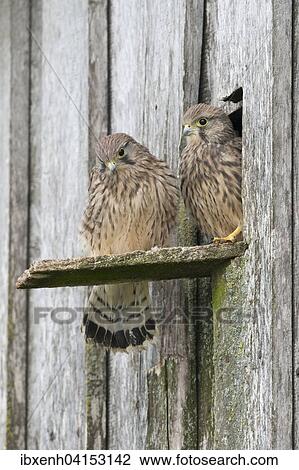 Young Common Kestrels (Falco tinnunculus), Emsland, Lower Saxony, Germany, Europe View Large Photo Image Stock Image - Young Common Kestrels (Falco tinnunculus), Emsland, Lower Saxony, Germany, Europe. Fotosearch