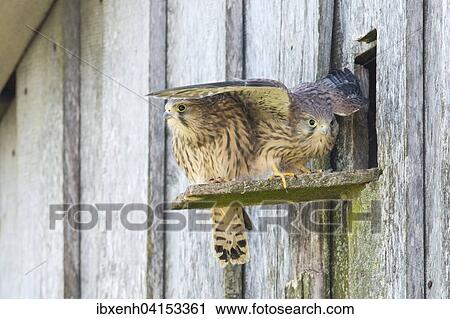 Young common kestrels (Falco tinnunculus) in front of breeding burrow, Emsland, Lower Saxony, Germany, Europe View Large Photo Image Stock Image - Young common kestrels (Falco tinnunculus) in front of breeding burrow, Emsland, Lower Saxony, Germany, Europe. Fotosearch