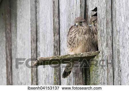 Stock Photo - Young Common Kestrels (Falco tinnunculus), Emsland, Lower Saxony, Germany, Europe. Fotosearch