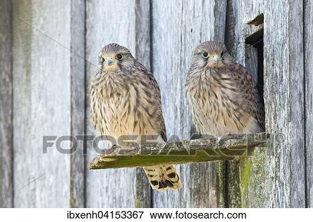 Young common kestrels (Falco tinnunculus) in front of breeding burrow, Emsland, Lower Saxony, Germany, Europe View Large Photo Image Stock Photo - Young common kestrels (Falco tinnunculus) in front of breeding burrow, Emsland, Lower Saxony, Germany, Europe. Fotosearch