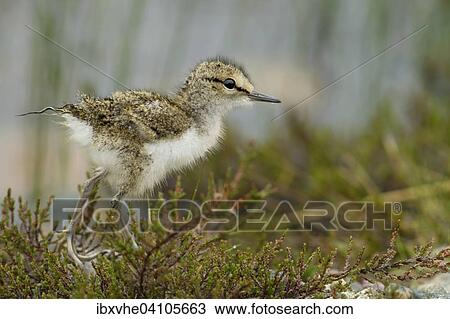 Young common sandpiper (Actitis hypoleucos), Flatruet, Norway, Europe View Large Photo Image Stock Image - Young common sandpiper (Actitis hypoleucos), Flatruet, Norway, Europe. Fotosearch