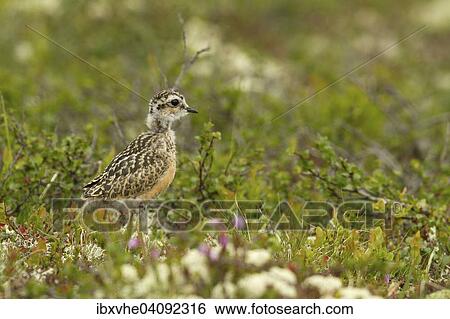 Stock Photograph - Young Eurasian Dotterel (Charadrius morinellus) in the fell, Norway, Europe. Fotosearch