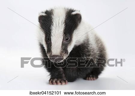 Stock Image - Young European badger (Meles meles). Fotosearch
