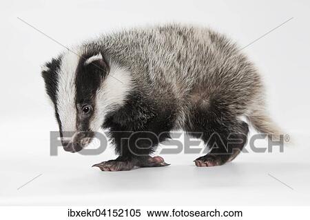 Stock Photography - Young European badger (Meles meles). Fotosearch