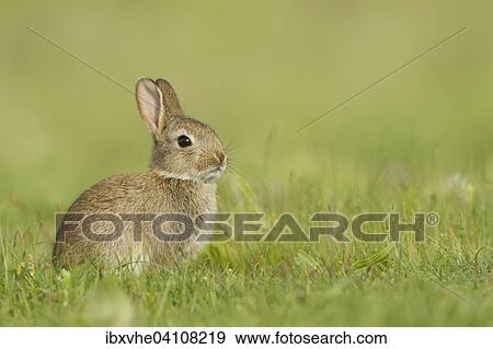 Young European rabbit (Oryctolagus cuniculus) in the grass, Rhein-Main region, Hesse, Germany, Europe View Large Photo Image Stock Photo - Young European rabbit (Oryctolagus cuniculus) in the grass, Rhein-Main region, Hesse, Germany, Europe. Fotosearch