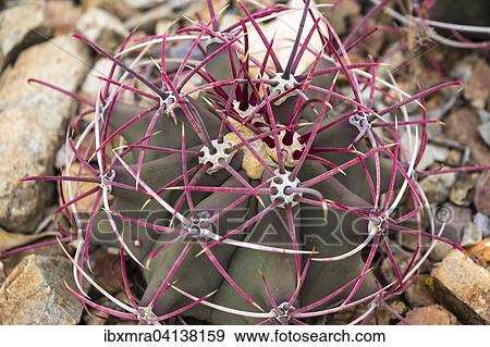 Young fishhook barrel cactus (Ferocactus wislizeni) with red spines, Sonoran desert, Tucson, Arizona, USA View Large Photo Image Stock Photo - Young fishhook barrel cactus (Ferocactus wislizeni) with red spines, Sonoran desert, Tucson, Arizona, USA. Fotosearch