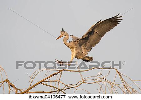 Stock Photo - Young grey heron (Ardea cinerea) approaching tree, wings spread, Hesse, Germany, Europe. Fotosearch