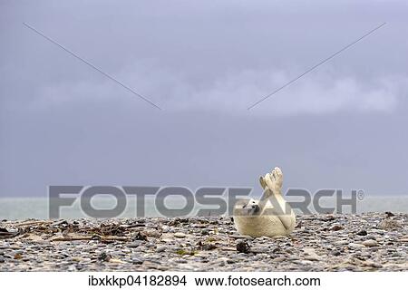 Picture - Young Grey Seal (Halichoerus grypus) on the beach of Heligoland, Schleswig-Holstein, Germany, Europe. Fotosearch