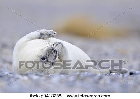 Young Grey Seal (Halichoerus grypus) on the beach of Heligoland, Schleswig-Holstein, Germany, Europe View Large Photo Image Stock Image - Young Grey Seal (Halichoerus grypus) on the beach of Heligoland, Schleswig-Holstein, Germany, Europe. Fotosearch