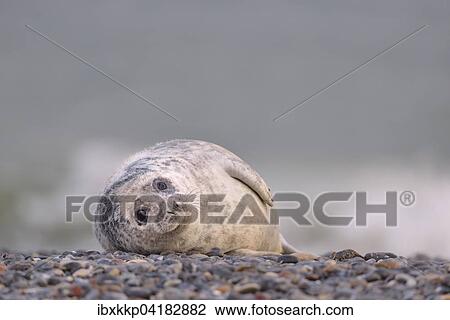 Stock Image - Young Grey Seal (Halichoerus grypus) on the beach of Heligoland, Schleswig-Holstein, Germany, Europe. Fotosearch