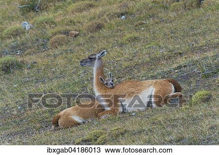 Stock Image - Young Guanaco (Lama guanicoe) lying on the ground with its head on the back of the female, Torres del Paine National Park, Chilean Patagonia, Chile, South America. Fotosearch