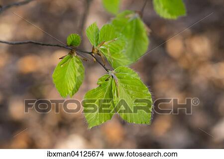 Picture - Young leaves of a beech tree (Fagus sylvatica), Burgenland, Austria, Europe. Fotosearch