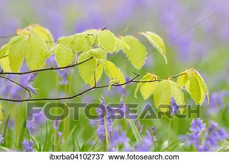 Stock Photo - Young leaves on a red beech branch (Fagus sylvatica) in front of Atlantic bluebells (Hyacinthoides non-scripta), Germany, Europe. Fotosearch