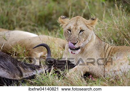 Young lion (Panthera leo) at the kill, feeding on wildebeest carcass, Masai Mara National Reserve, Kenya, Africa View Large Photo Image Stock Image - Young lion (Panthera leo) at the kill, feeding on wildebeest carcass, Masai Mara National Reserve, Kenya, Africa. Fotosearch