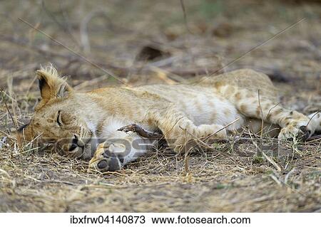 Young lion (Panthera leo), cub, sleeping, Lower Zambezi National Park, Zambia, Africa View Large Photo Image Stock Image - Young lion (Panthera leo), cub, sleeping, Lower Zambezi National Park, Zambia, Africa. Fotosearch