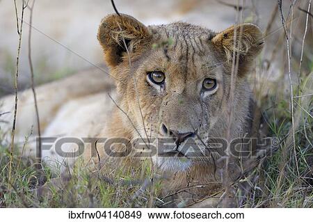 Young Lioness (Panthera leo) lying in the tall grass, South Luangwa National Park, Zambia, Africa View Large Photo Image Stock Photo - Young Lioness (Panthera leo) lying in the tall grass, South Luangwa National Park, Zambia, Africa. Fotosearch
