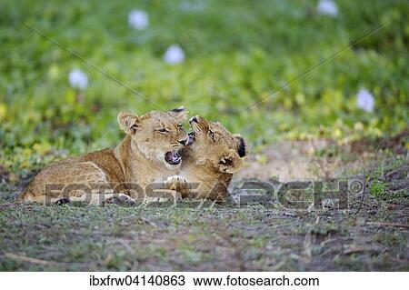 Stock Image - Young lions (Panthera leo), lion cubs, playfighting, Lower Zambezi National Park, Zambia, Africa. Fotosearch