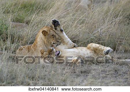 Young lions (Panthera leo), playing in tall grass, Masai Mara National Reserve, Kenya, Africa View Large Photo Image Stock Image - Young lions (Panthera leo), playing in tall grass, Masai Mara National Reserve, Kenya, Africa. Fotosearch