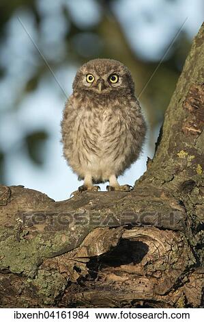 Picture - Young Little Owl (Athene noctua), perched on a thick branch, Emsland, Lower Saxony, Germany, Europe. Fotosearch