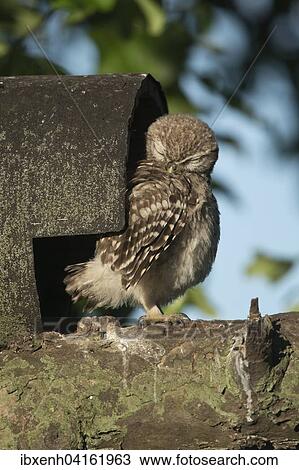 Young Little Owl (Athene noctua), preening plumage, Emsland, Lower Saxony, Germany, Europe View Large Photo Image Stock Image - Young Little Owl (Athene noctua), preening plumage, Emsland, Lower Saxony, Germany, Europe. Fotosearch