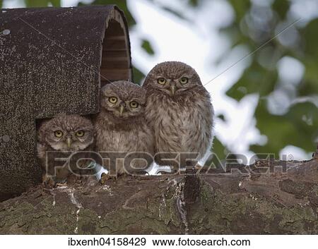 Stock Photo - Young little owls (Athene noctua) in front of their nesting hole, Emsland, Lower Saxony, Germany, Europe. Fotosearch